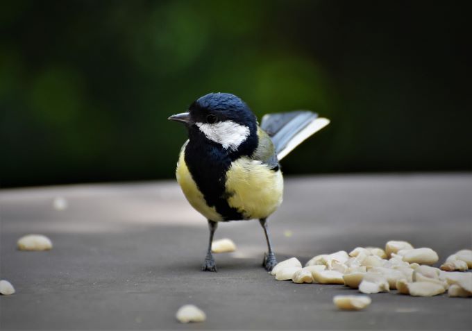 great tit Great tit