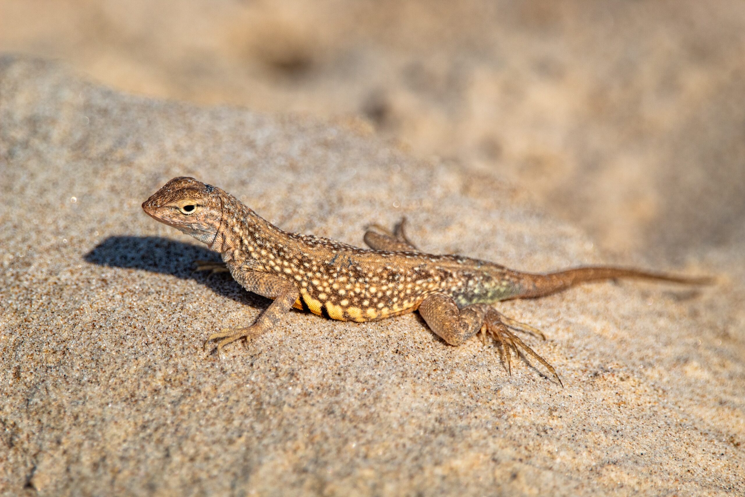 joshua-j-cotten-ocpdTb_VPFs-unsplash lizard