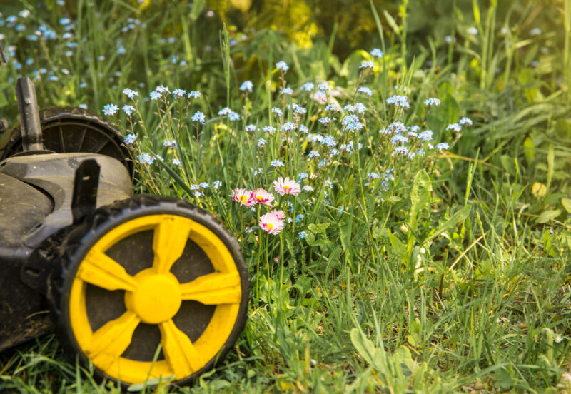 lawnmower on lawn with wild flowers